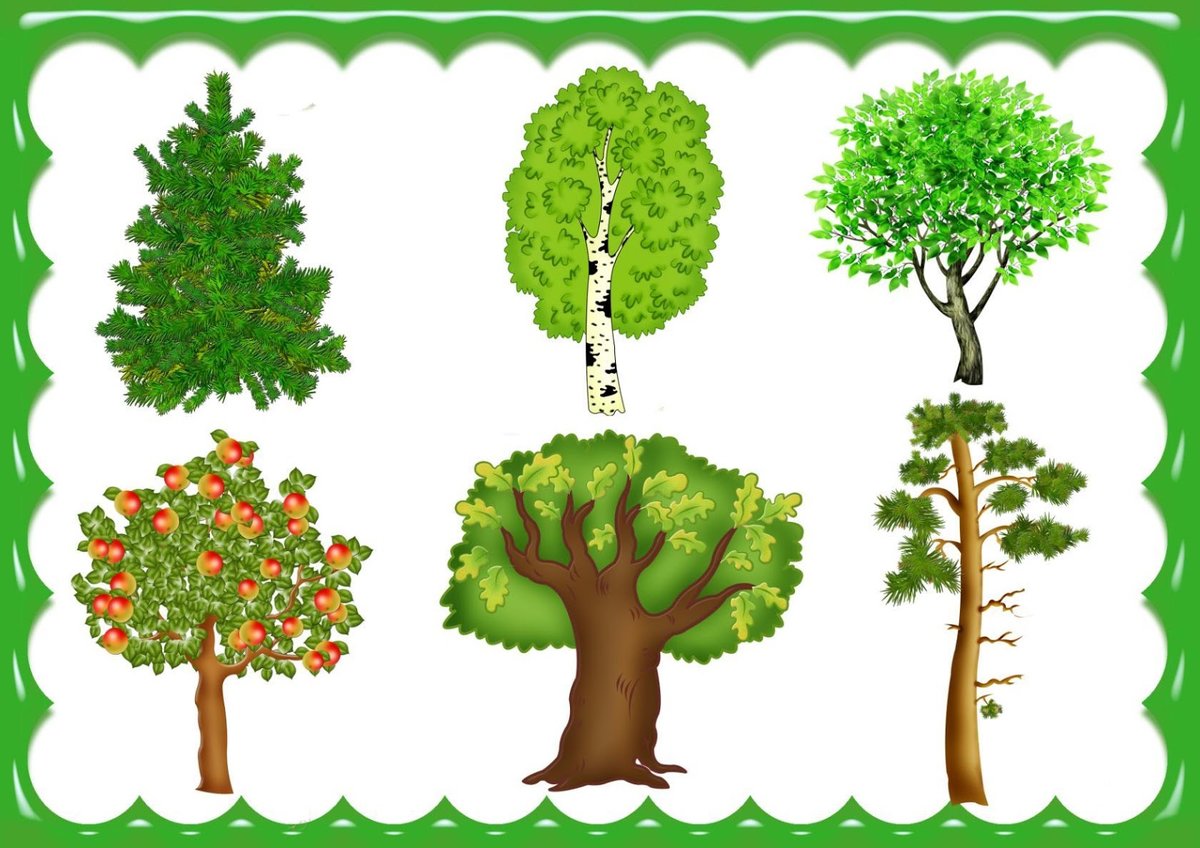 Интересные факты о лесах и деревьях