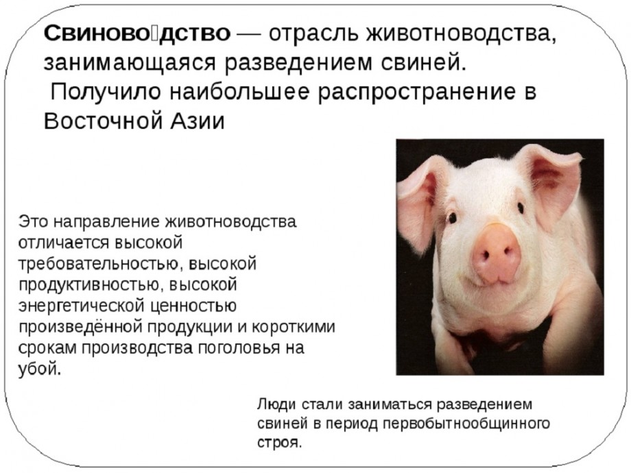 Поросята, домашняя свинья, свиноматка и свиноводство, виды и как выглядят