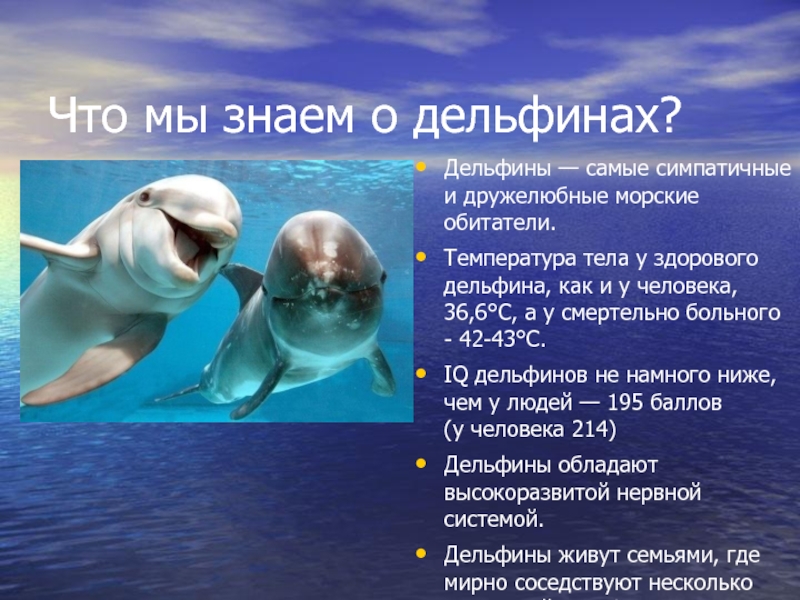 Дельфины – не рыбы и другие интересные факты об этих китообразных - яблык: технологии, природа, человек