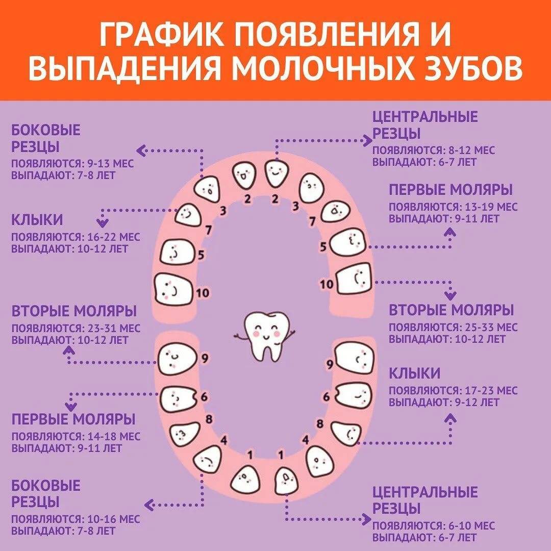 Схема, примерные сроки процесса выпадения зубов у малышей, советы от врача по уходу за ротовой полостью - особенно за молочными зубами