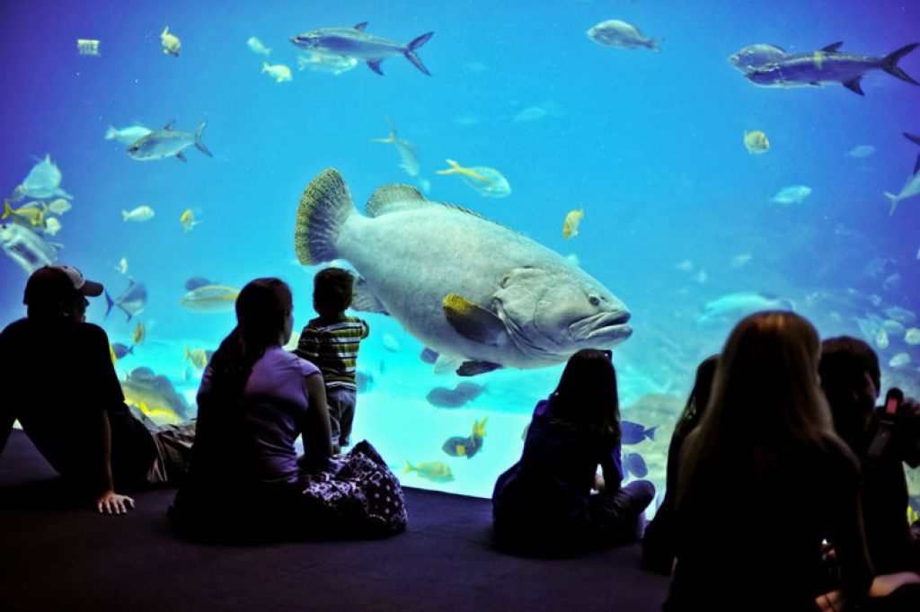 Открытие самого большого океанариума. Москвариум гигантский Групер. Огромный аквариум. Самый большой океанариум в мире. Большая рыба в океанариуме.