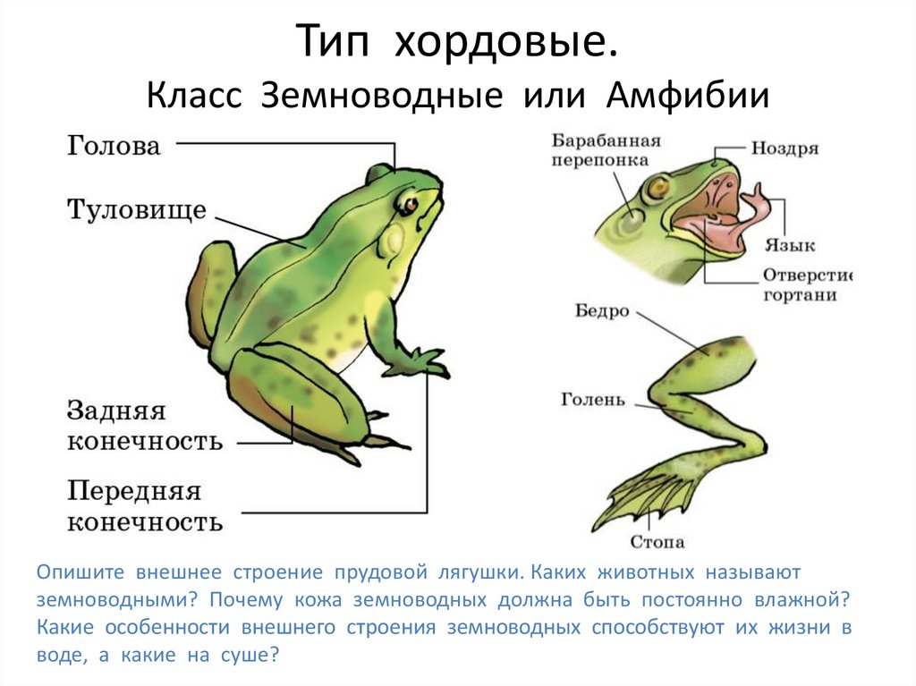 The princess and the frog — неолурк