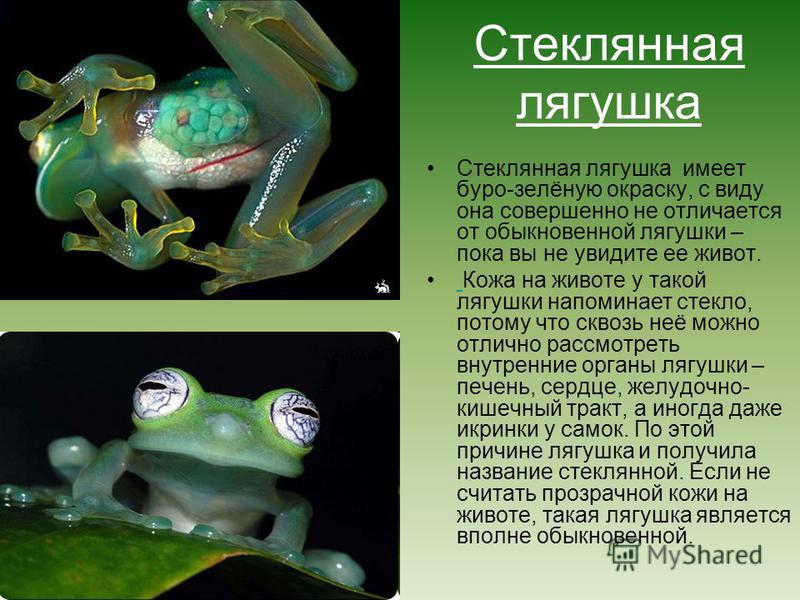 Беседа о лягушках, 2-3 класс - справочник педагога
