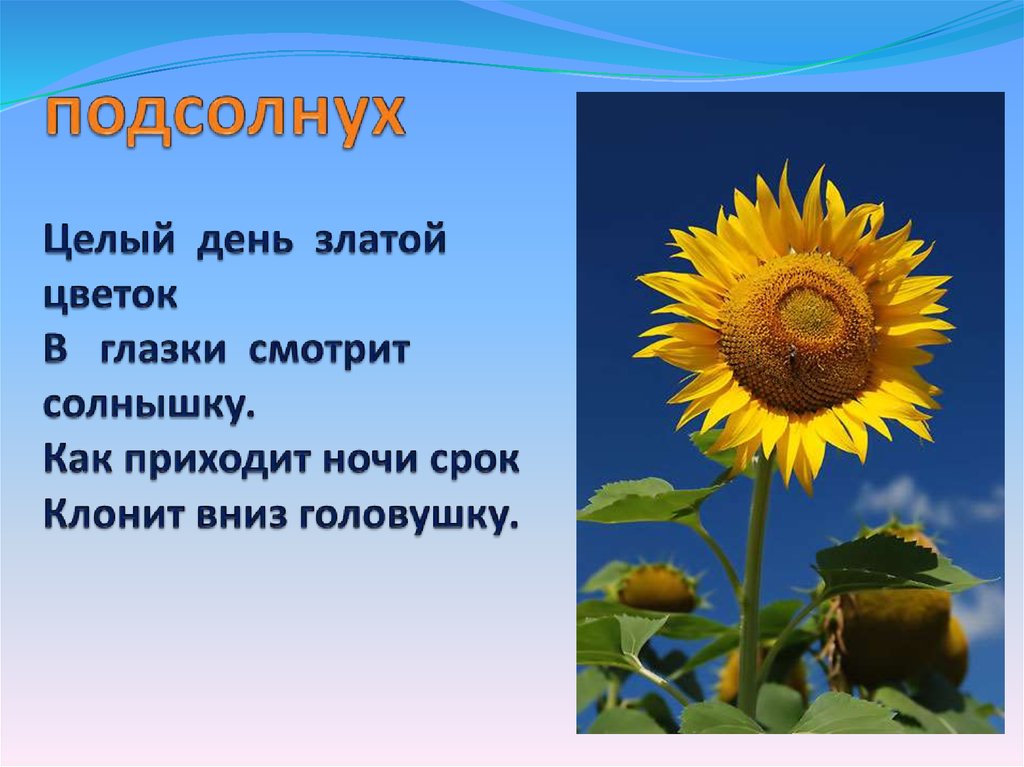 Подсолнух: удивительные факты о солнечном цветке