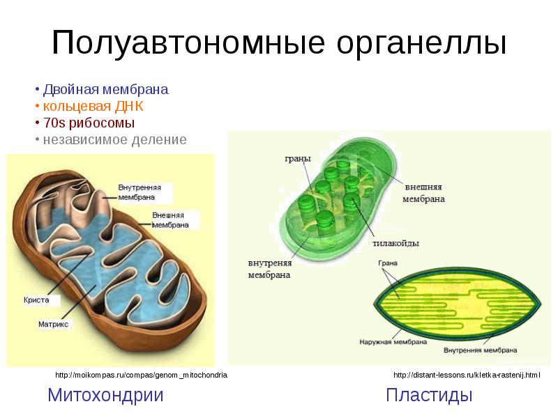 Органоиды митохондрии строение. Структура органоидов митохондрия. Органеллы митохондрии. 70s рибосомы митохондрий. Митохондрия полуавтономный органоид.