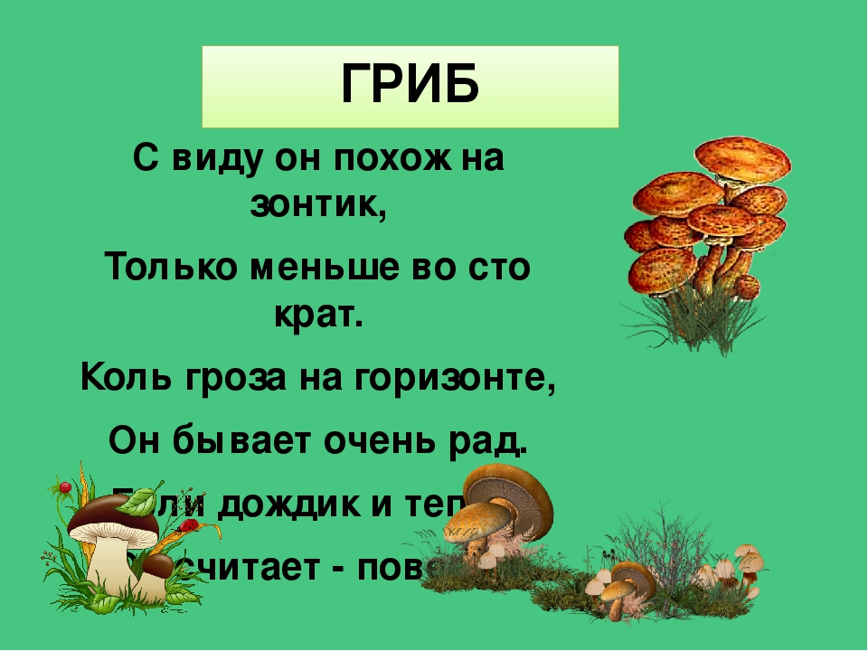 Тексты группы грибы. Загадки про грибы для дошкольников с ответами. Загадки про грибы для детей 6-7 лет с ответами. Загадка про грибы 2 класс 2. Закладка гриб.