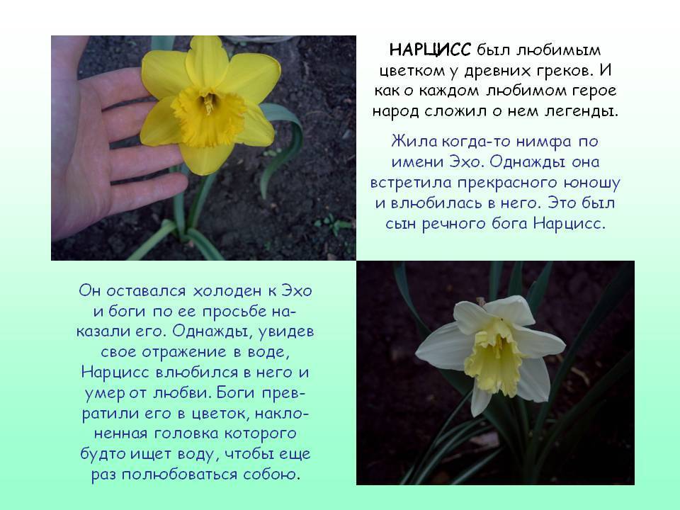 Мир нарцисса. Нарцисс Легенда о цветке. Нарцисс описание. Нарцисс цветок описание. Рассказ о цветке Нарциссе.