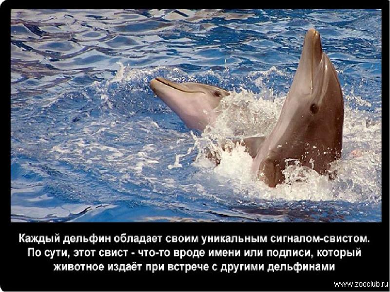 Обучающая сказка о дельфинах и удивительные факты о животных Книга о дельфинах, которая должна быть дома у каждого поклонника дельфинов Сказка о дельфинах для детей