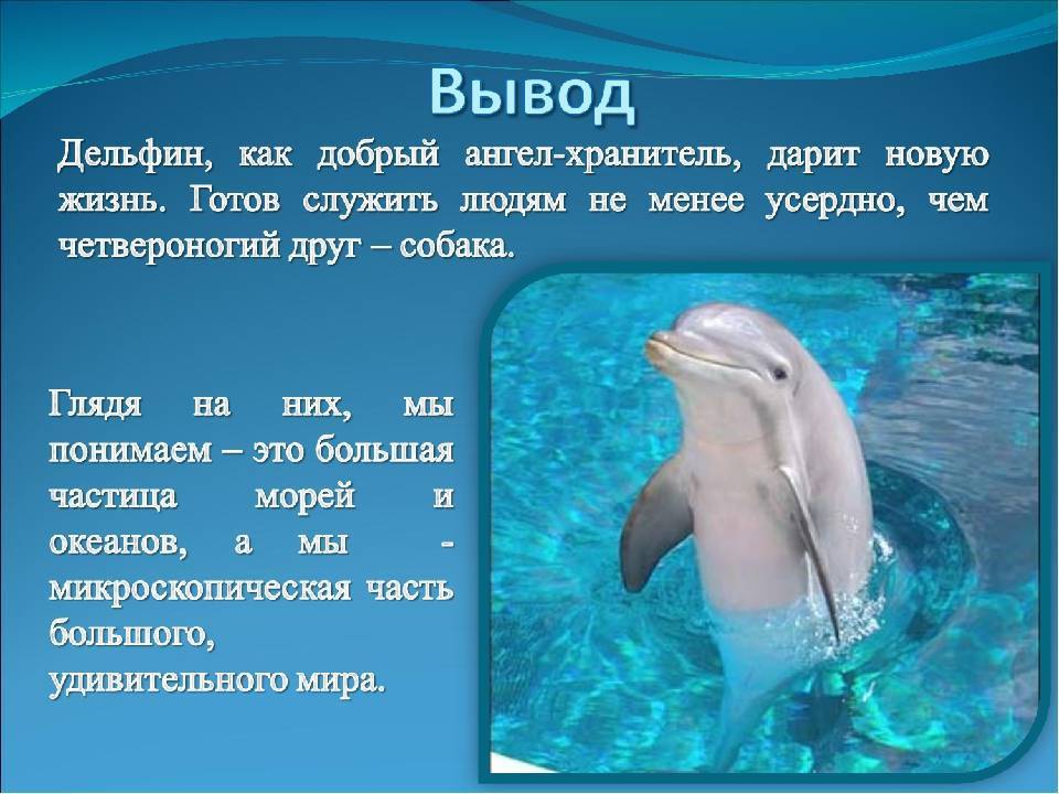 Интересные факты о дельфинах для детей, учеников 4 класса - самые удивительные истории о млекопитающих