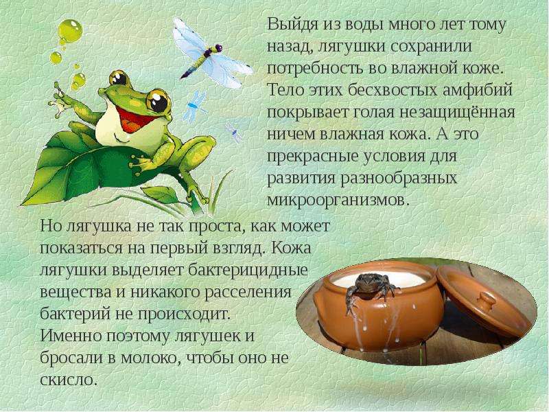 Интересные факты о лягушках - увлекательные факты из жизни лягушек Вот такие Интересные факты о лягушках - амфибиях и ровесниц динозавров
