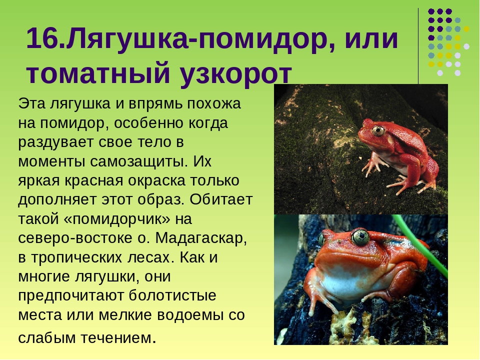 Лягушка животное. образ жизни и среда обитания лягушки