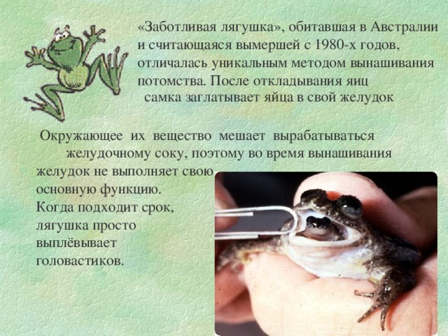 Лягушка животное. образ жизни и среда обитания лягушки | животный мир