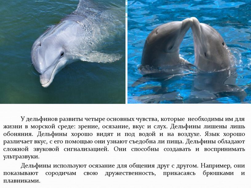 Интересные факты про дельфинов и их невероятные способности