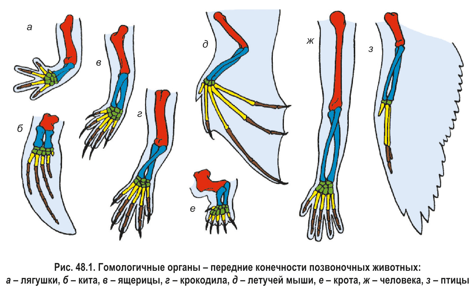 Кости пальцы птицы. Сравнительно-анатомические доказательства эволюции. Морфолого анатомические доказательства эволюции. Доказательство эволюции сравнительно Анатомическое доказательство. Сравнительно анатомические доказательства эволюции животных.