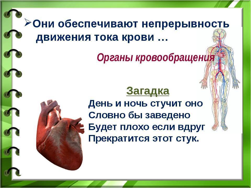 Факты систем органов человека