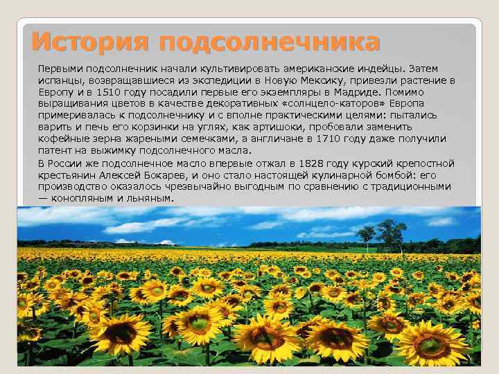 Из истории подсолнечника - цветка солнца - zefirka