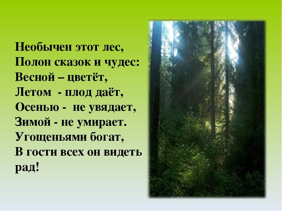 Поэзия о лесе. Стихи о лесе. Стихотворение про лес. Стихи про леса. Стихи о лесах.
