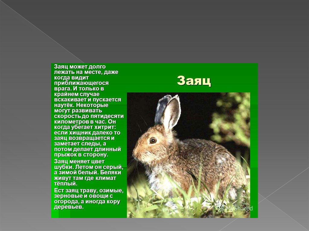 Текст про зайца 2 класс. Описание зайца. Рассказ про зайца. Сообщение о зайце. Доклад про зайца.