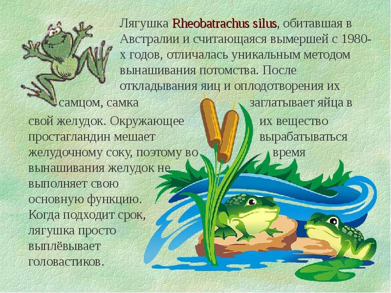Загадки про лягушку - развиваем воображение ребенка :: syl.ru