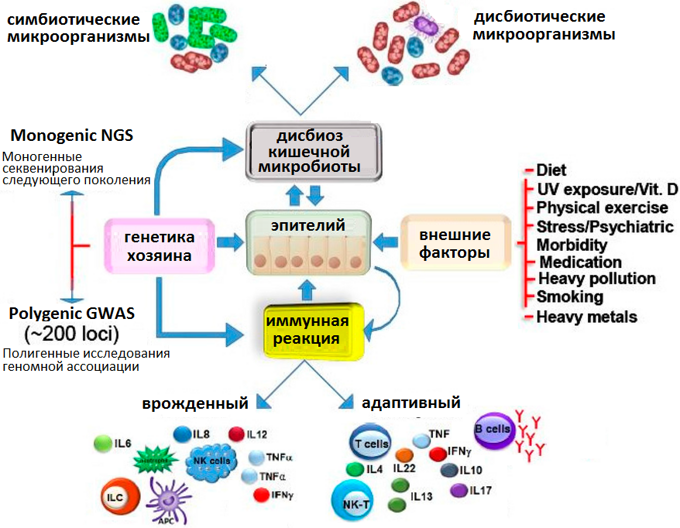 Состав микробиома. Микробиом (микробиота). Исследование микробиоты. Микробиота и заболевания. Пристеночная микробиота.