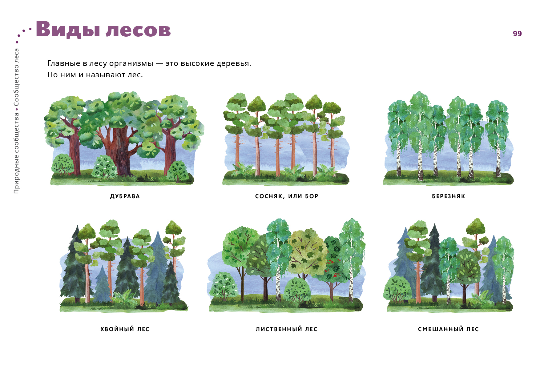 Типы лесов схема