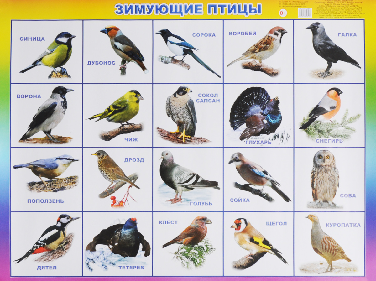 Какие птицы зимуют. зимующие птицы название птиц, фото, список. оседлые птицы