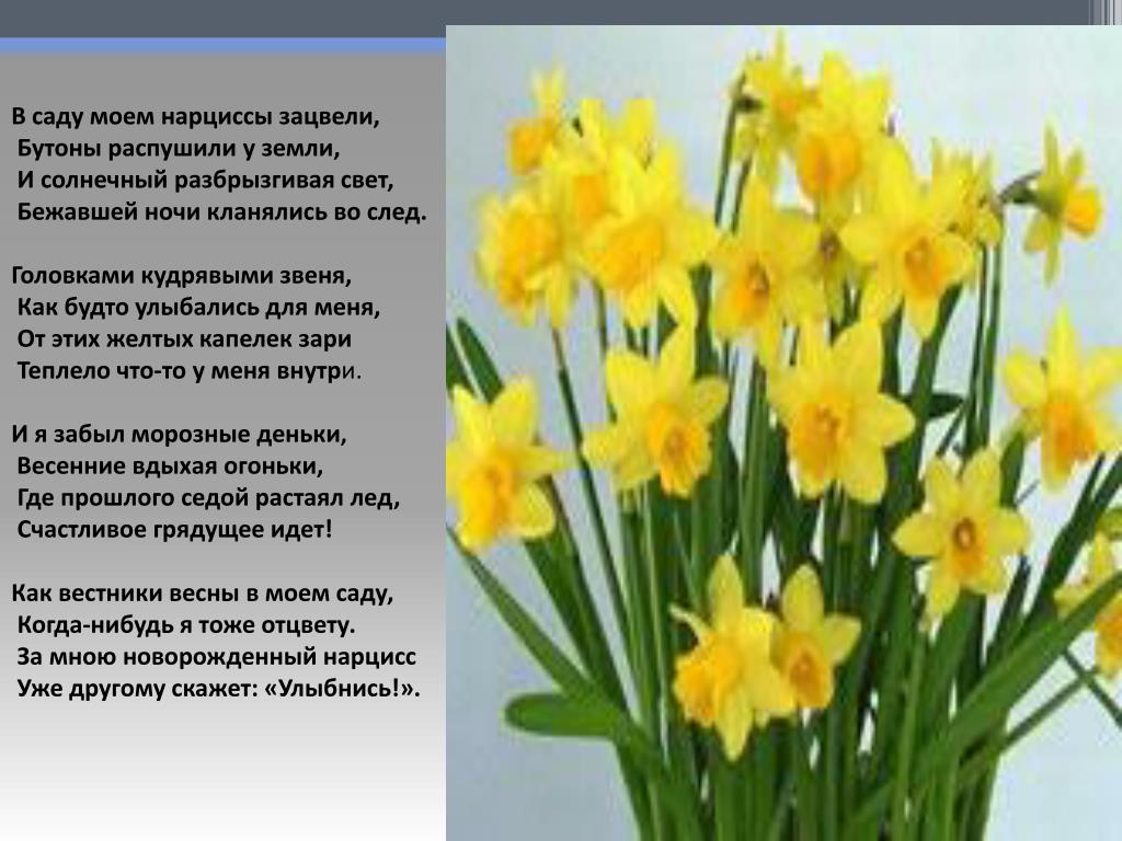 Нарциссы — весенние цветы. интересная информация для детей
