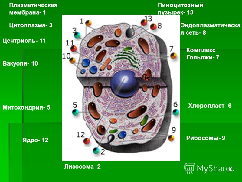 Пищеварительный органоид клетки. Цитоплазматическая мембрана митохондрии. Клеточная мембрана цитоплазма ядро рибосомы митохондрии. Строение клетки мембрана цитоплазма органоиды ядро. Митохондрии, рибосомы, комплекс Гольджи, лизосомы, клеточный центр.