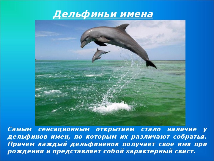 Удивительные факты о дельфинах