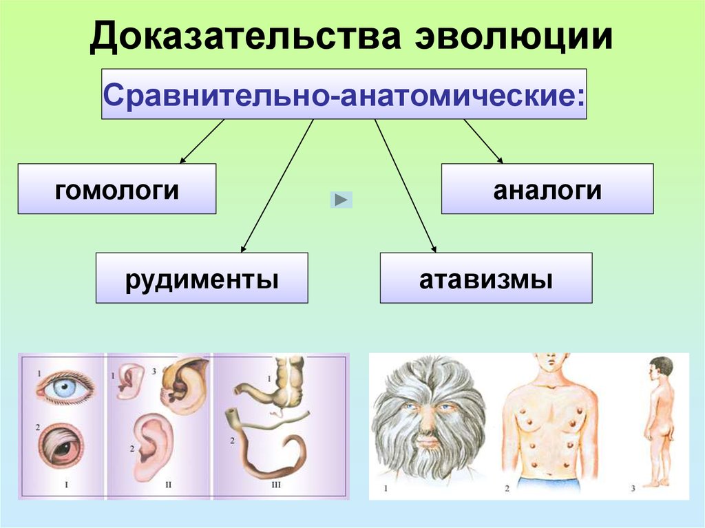 Доказательство эволюции - эмбриологические стадии развития животных