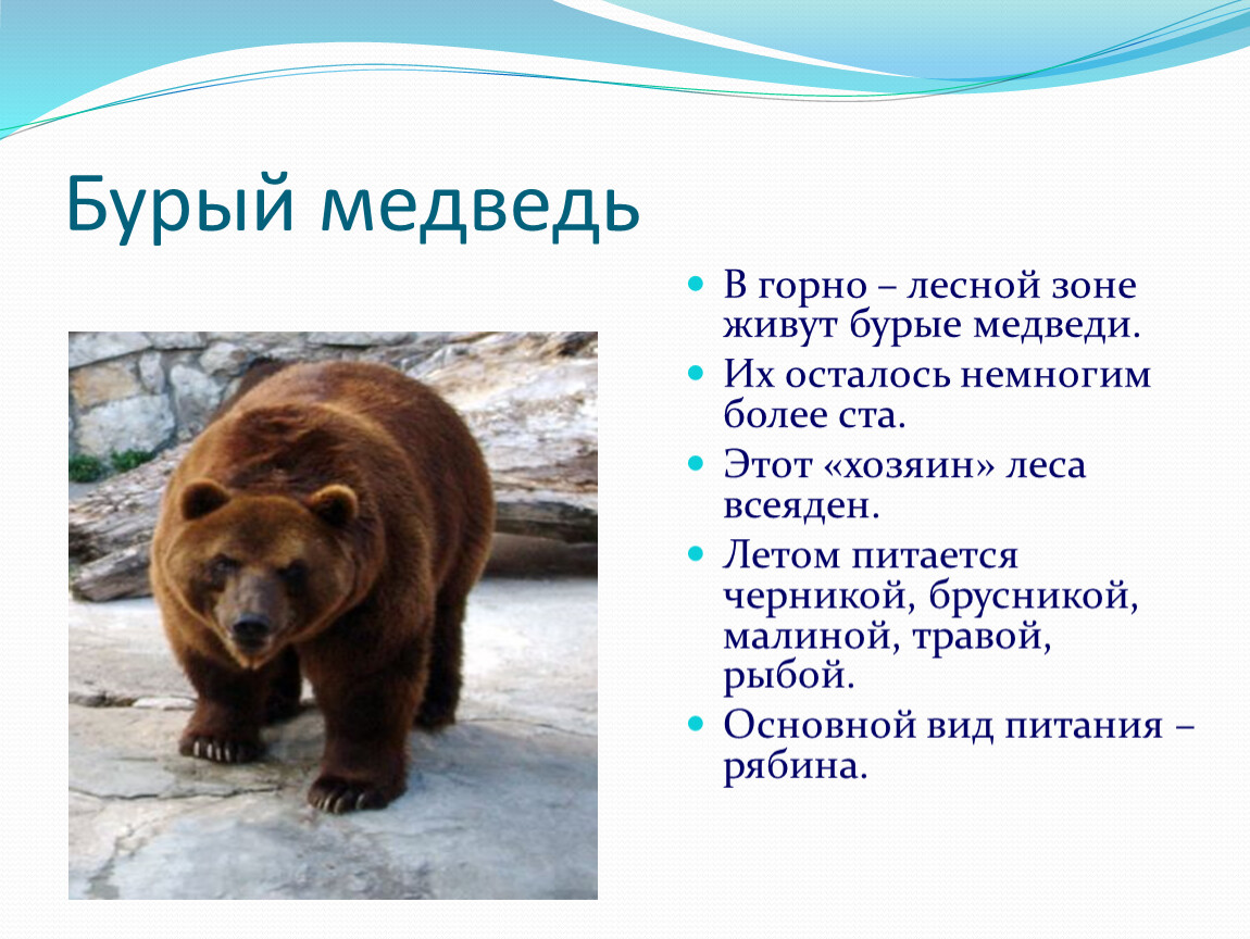 В каких природных зонах живет бурый медведь. Бурый медведь описание. Описать медведя. Бурый медведь характеристика. Картинка медведя с описанием.