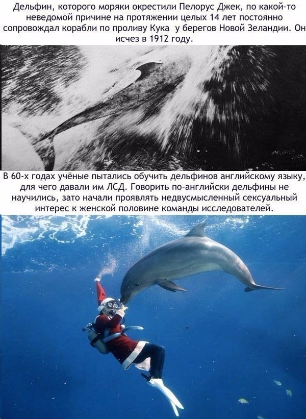 Интересные факты о дельфинах-афалинах. афалина: обратная чёрная сторона дельфинов, о которой не принято говорить | интересные факты