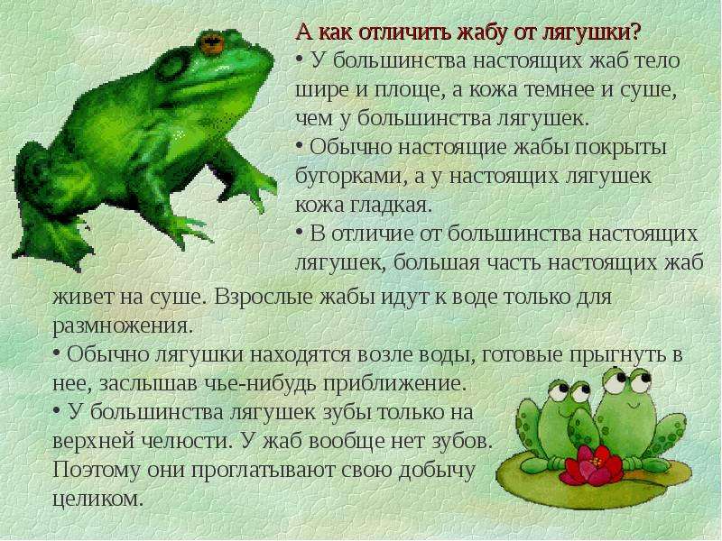 Лягушки и жабы — обладатели уникального для позвоночных цветового зрения