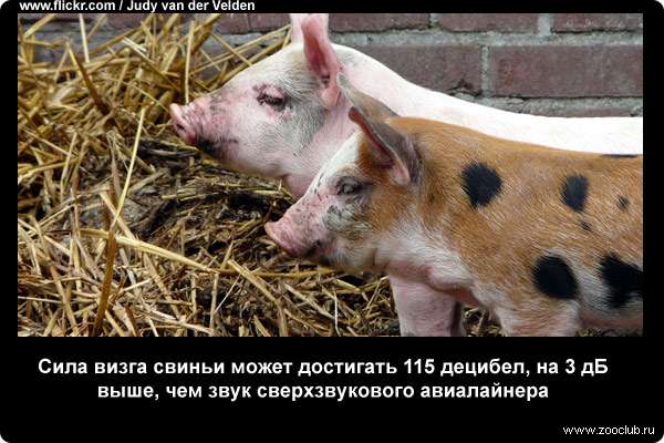 Свинья домашняя, поросята, свиноматка это, как выглядит, виды, все про свиней и поросят