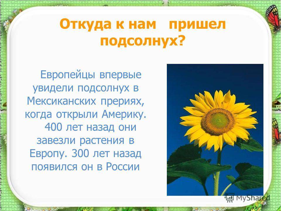 Подсолнух: за что мы любим «спутник солнца»? | растения | школажизни.ру
