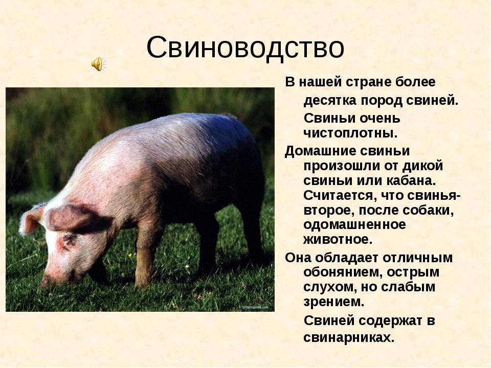 Только самые интересные факты о свиньях