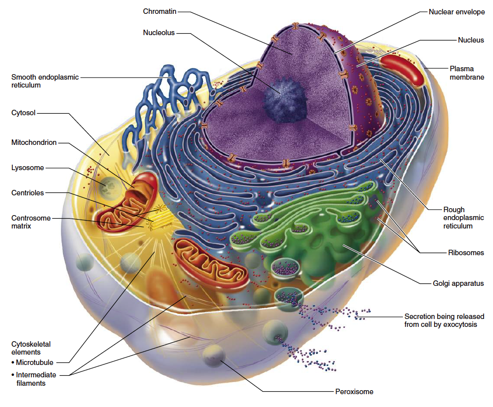 Одномембранная органелла клетки