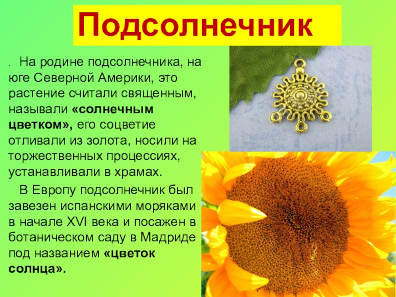 Философия подсолнуха: какие человеческие качества символизирует этот цветок