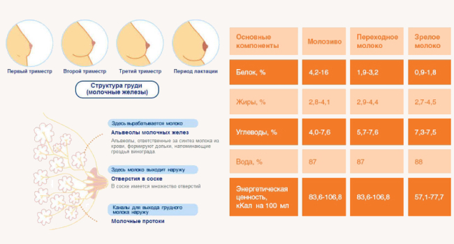 Когда приходит молоко. Как выглядит молозиво. Грудь при беременности. Молозиво при беременности.