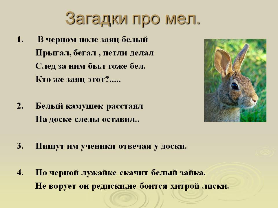 Загадки про зайца для детей: 75 лучших головоломок с ответами / mama66.ru