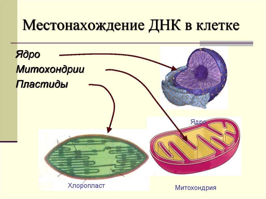 Кольцевая хромосома в митохондриях. Строение митохондрии и хлоропласта рисунок. Строение митохондрий и пластид. Строение митохондрии и хлоропласта.