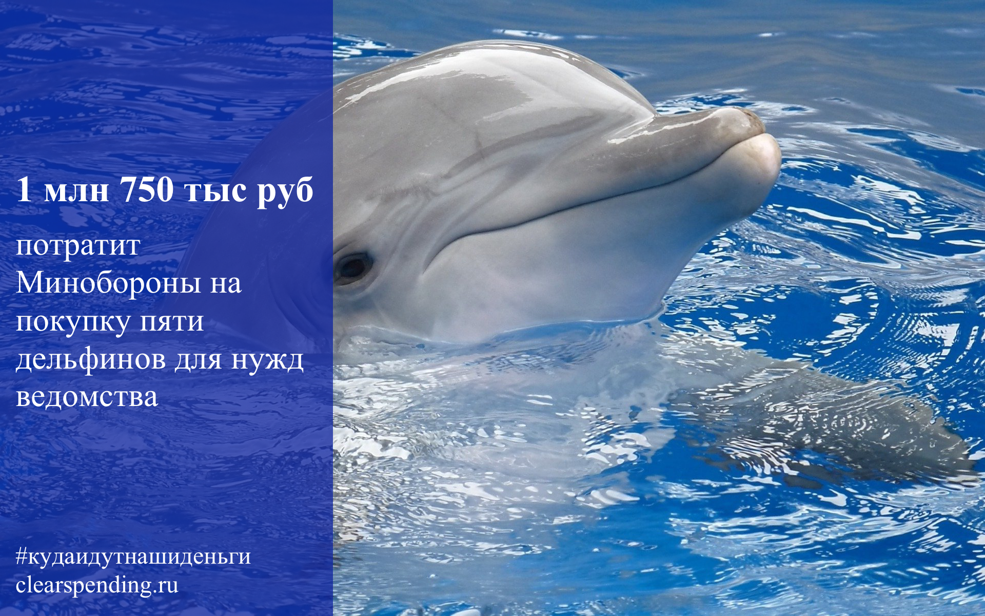 50+ самых удивительных и интересных фактов про дельфинов, что известно науке