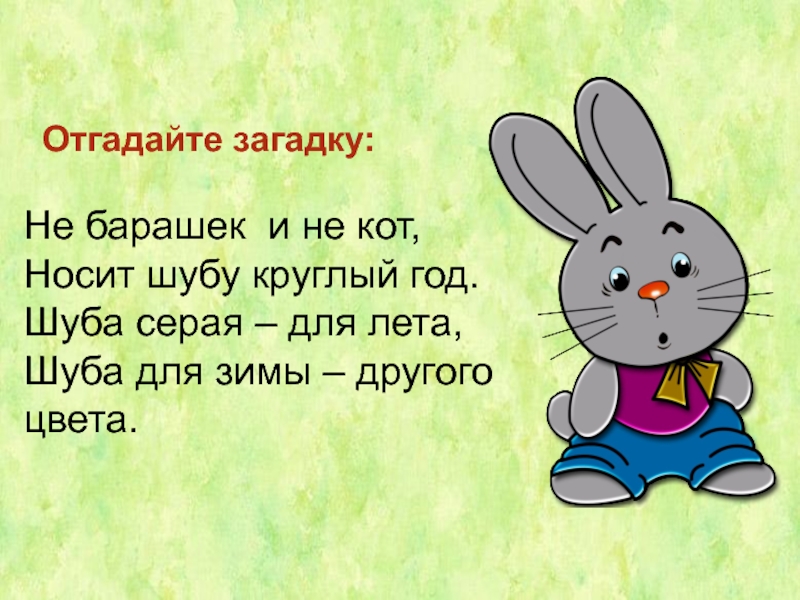 Загадка про кролика для детей короткие. загадки про зайца. комочек пуха, длинное ухо