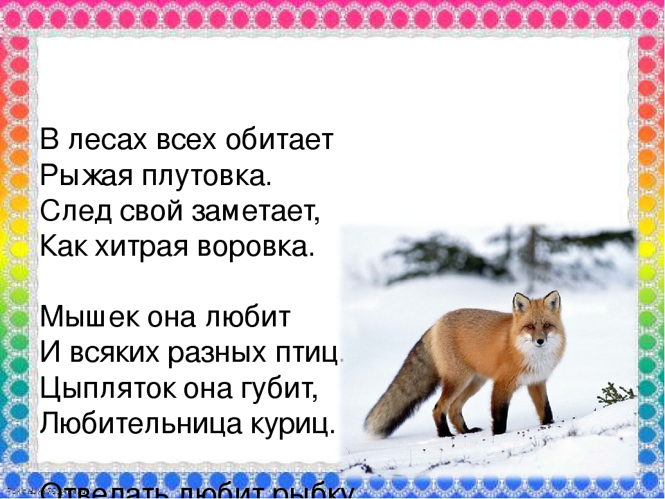 Хвост лисицы текст. Загадка про лису. Загадки о лисах. Загадка про лисицу. Загадки про животных лиса.
