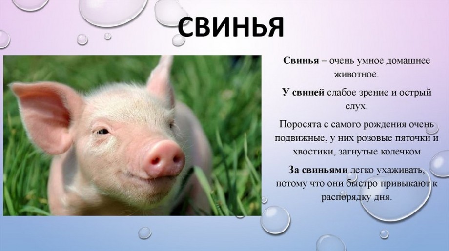 Увлекательный рассказ о свинье, с интересными фактами о свиньях, поговорки, скороговорки, сказки и загадки про поросенка для детей Все про год свиньи
