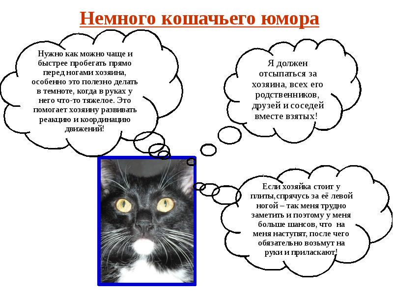 Старая советская загадка кто хозяйка кота ира таня или галя?