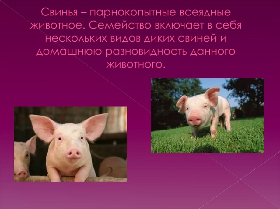 Почему свинья самое умное животное: 6 доказательств