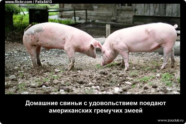 Домашняя свинья: описание, как содержать и ухаживать в домашних условиях. породы, размеры, что едят, повадки (115 фото)