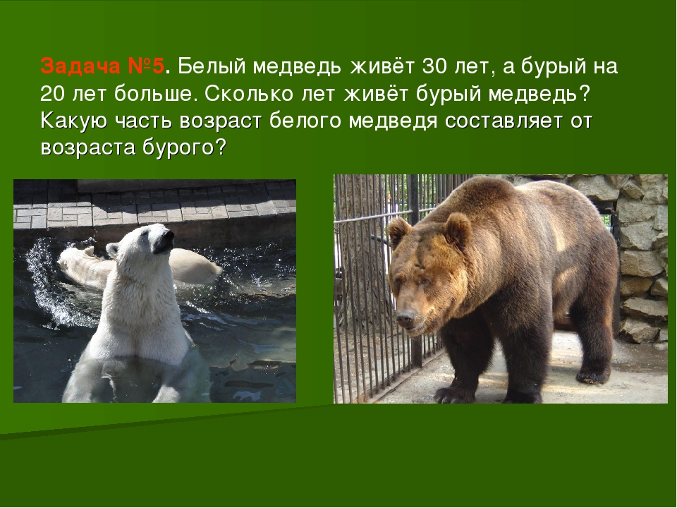Медведь годы жизни. Продолжительность жизни бурого медведя. Сколкьомживет медведь. Продолжительность жизни Медв. Сколько живут медведи.