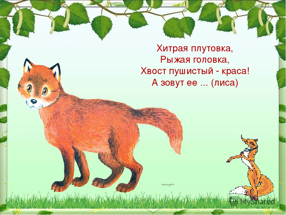 Началова загадки лисы читать. Загадка про лису. Стих про лису. Загадка про лису для детей. Стих про лисичку для детей.